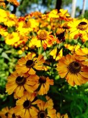 Autumn Flowers, flowers in the garden, yellow flowers