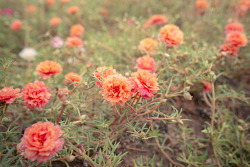 Obraz premium Colorful flower Grandiflora, japanese rose or Mose Rose. Beautiful sun plant with vintage tone.