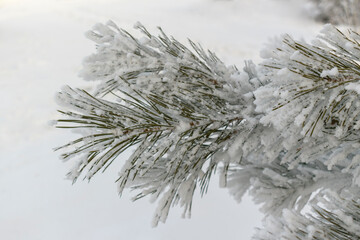 Pine branch covered with white snow and frost. Long fir needles. Winter season concept, christmas.