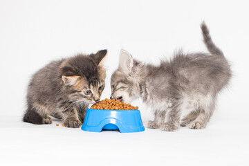 Two small gray kittens eat dry food on a white background. Food for cats, shop for pets.
