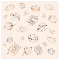 Set of different nuts, leaves and physalis