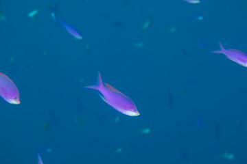 久米島　ハナゴイ　 沖縄　旅行  観光　海　魚　ダイビング　珊瑚　