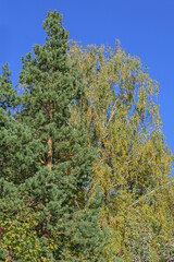 Fototapeta na wymiar Autumn view of pine and birch growing nearby on a sunny day