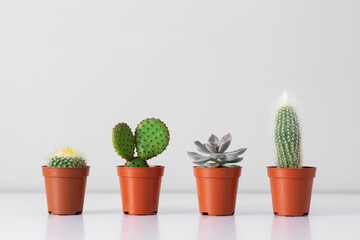 Collection cactus and succulent plants on white shelf against gray wall. House plants background.