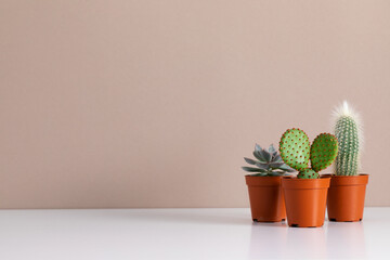 Collection cactus and succulent plants on white shelf against beige wall. House plants background.