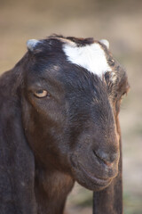 Goat portrait small pet domestic animal farm 