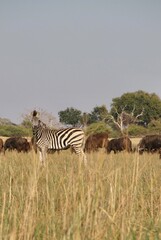 Zebra grazing in the grassland with herd of buffalo grazing behind 