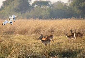 lechwe herd walking in the grasslands