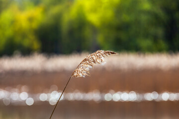 Reed straw at a glittering lake at springtime