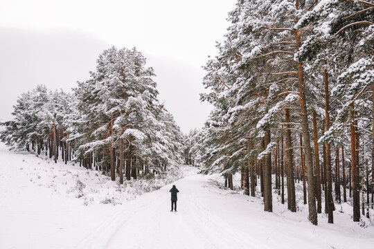 Person standing on snowy footpath between trees in woods