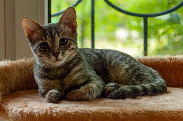 A kitten named Liz, the sister of the Little Black Panther!