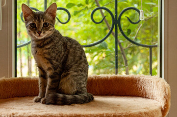 A kitten named Liz, the sister of the Little Black Panther!