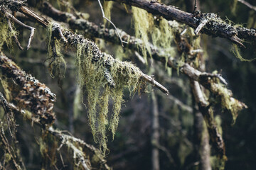 Close up of the moss on Pointe aux Outardes nature park pine trees in Quebec region of Cote Nord, Canada