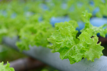closeup to fresh green butter head in hydroponics system pipe