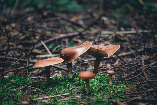 Rufous Milkcap mushroom (Lactarius rufus) in Pointes aux Outardes Nature Park, in Quebec region of Cote Nord, Canada