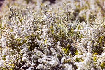 Green bush with small white flowers. Blurred and soft focus