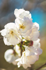Obraz na płótnie Canvas Apple blossoms flowers on blurred background
