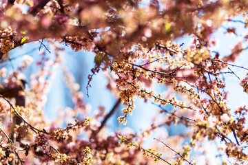 Beautiful flowering plum trees with blossoms. Blurred background
