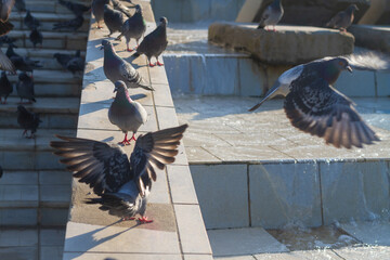 City birds pigeons walk in the park on the fountain on the sidewalk