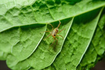 small spider on green leaf