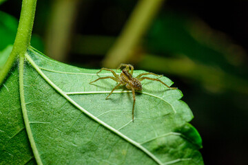 small spider on green leaf