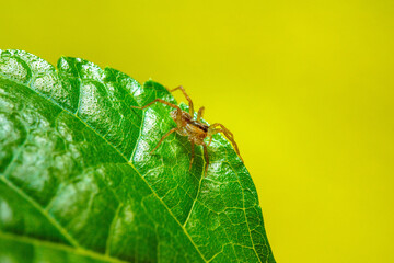 small spider on green leaf