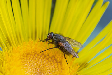 Fliege Makro an gelber Blüte