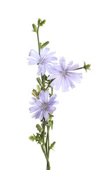 Beautiful blooming chicory flowers on white background