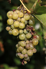 Detail of Plasmopara viticola, Mildew a plant disease on white grapes causing a lot of damage and brown leathery grapes, hanging on the vine in bright sunshine in the vinyard.