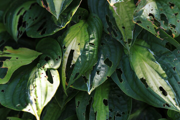 Hosta foliage - leaves with extensive damage by snails or slugs eating the leaves with lots of...