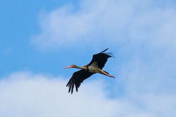 In the sky soars the black stork, Ciconia nigra, an exceptionally pretty and phenomenal stork, a very rare species. A large bird with long legs and wings in flight, rises into the air, flight over the