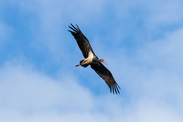 In the sky soars the black stork, Ciconia nigra, an exceptionally pretty and phenomenal stork, a very rare species. A large bird with long legs and wings in flight, rises into the air, flight over the