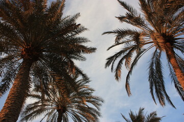 Fototapeta na wymiar A landscape of palm trees in the State of Qatar on the quiet beach in the afternoon