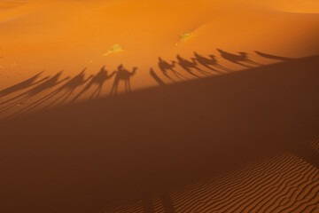 Fototapeta Cienie wielbłądów na piasku pustyni, Sahara, Maroko obraz