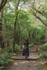 Fototapeta premium The landscape image of Gotjawal in Jeju Island. September 7th, 2021. Jeju Island, Korea.