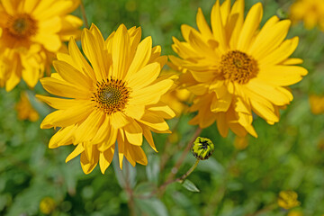 Blühende Stauden-Sonnenblumen, Helianthus decapetalus