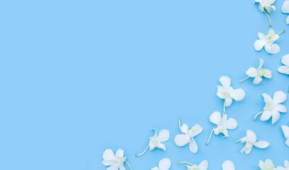 Beautiful white orchid flowers on blue background.