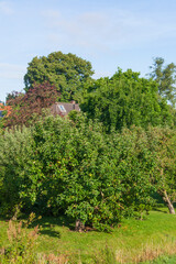 Fototapeta na wymiar Garten mit Apfelbaum, Grolland, Bremen, Deutschland