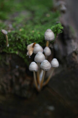 Inedible mushrooms in the forest in autumn