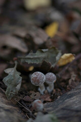 Inedible mushrooms in the forest in autumn