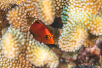 久米島　サンゴ　ベニゴンベ　沖縄　旅行  観光　海　魚　ダイビング　サンゴ礁　