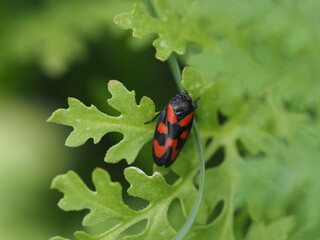 Die Blutzikade auf den Blättern einer Pflanze in einem Wildblumenbeet