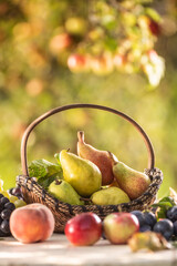 Ripe pears in a wooden basket on a wooden garden table surrounded with other fresh fruits.