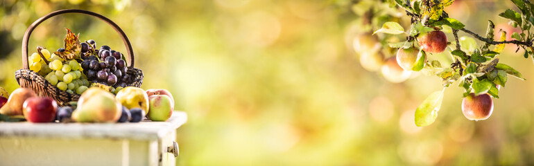 Blue and white grapes in a wooden basket on a wooden table, along with other fruits. Panoramic banner of a branch of an apple-tree with apples