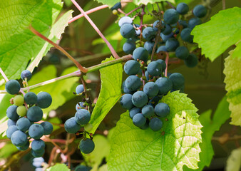 Amur grapes. (Latin: Vitaceae amurensis).
 This is a technical grape. He may have an ugly brush, medium-sized berries. But such a plant is frost-resistant, unpretentious, almost does not require maint