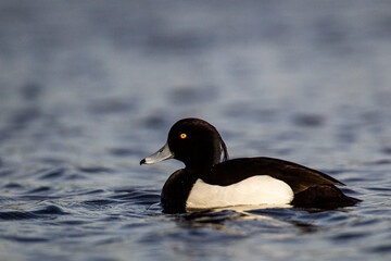 Tufted duck swimming on a pond in London, UK