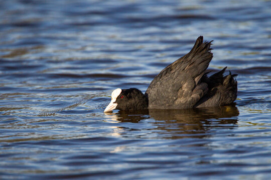 European Coot swimming and chasing off rivals near its nest in London, UK