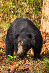 Fototapeta na wymiar Sloth bear searching through the undergrowth for food in Tadoba National Park in India