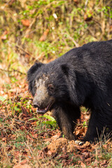 Sloth bear searching through the undergrowth for food in Tadoba National Park in India