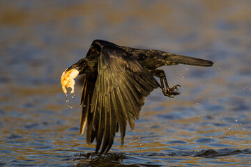 Carrion hovering over a lake to pick up a piece of bread in London, UK